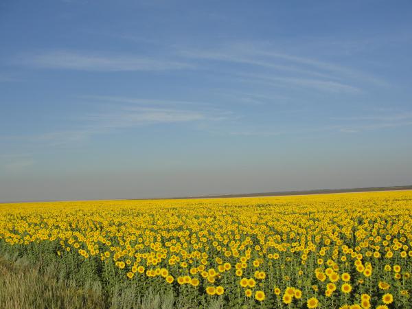 Подсолнухи