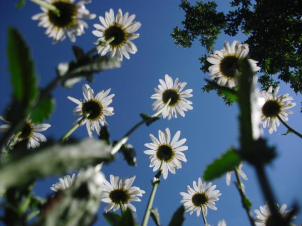 Небо в ромашках